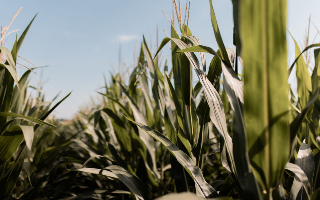 Nebraska Cooperative Council Education Foundation Awards Nine Scholarships